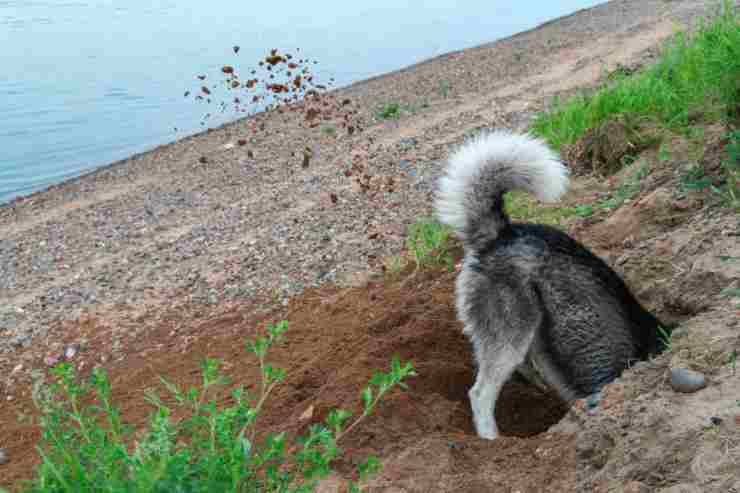 Il cane che scava (Foto Adobestock)