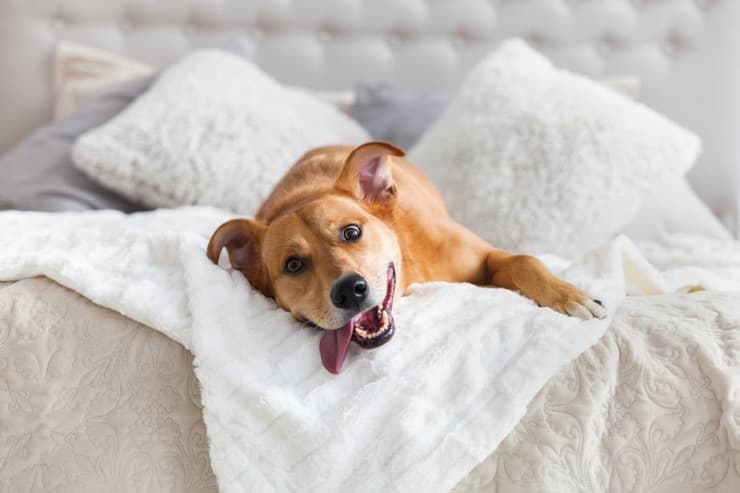 Lasciare il cane in pensione (Foto Adobe Stock)