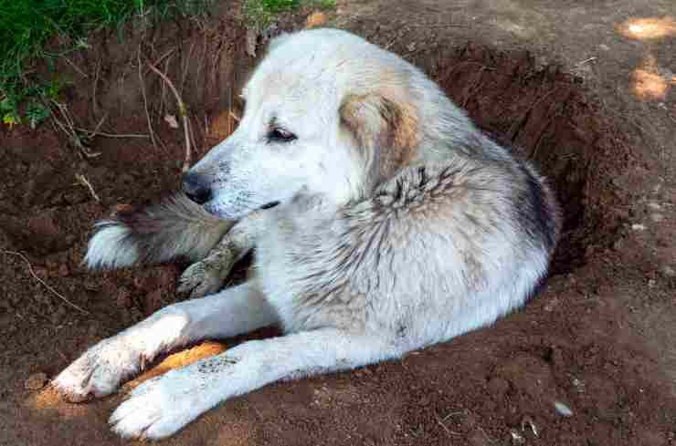 Il cane nella buca del terreno (Foto Adobestock)