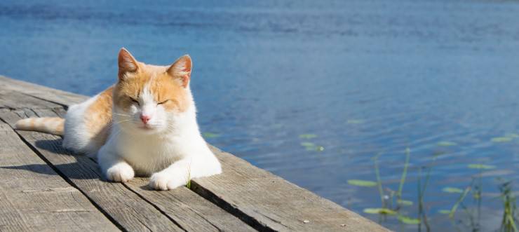 Il gatto sta annegando