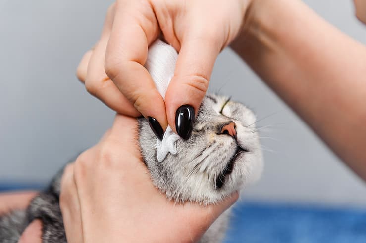 Come mettere il collirio al gatto (Foto Adobe Stock)