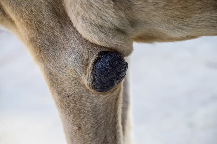 Calli sul gomito del cane (Foto Adobe Stock)