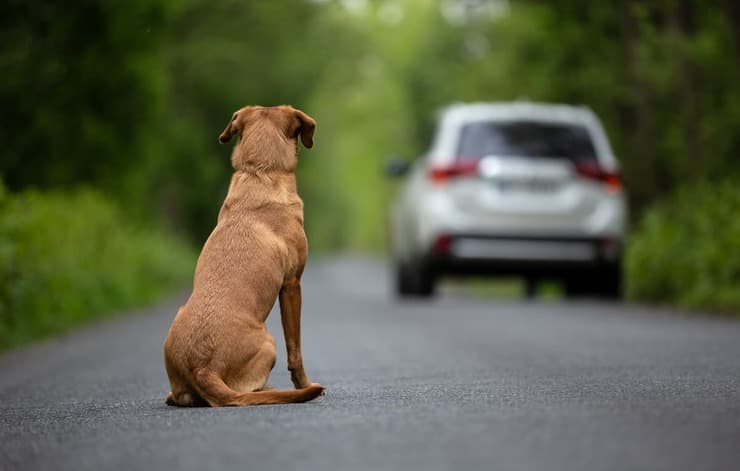 Cane abbandonato per strada (Foto Adobe Stock