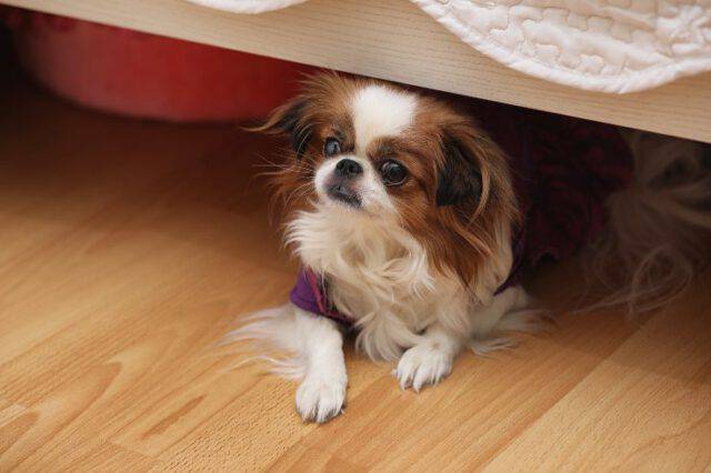 Perché Il Cane Si Nasconde Sotto Il Letto