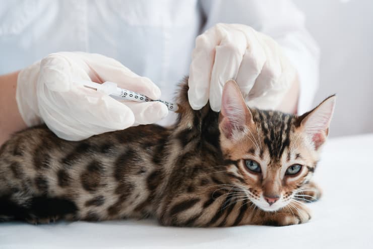 Come fare l'iniezione al gatto? (Foto Adobe Stock)