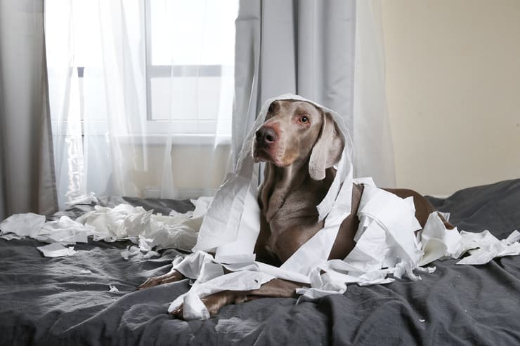 5 cattive abitudini del cane (Foto Adobe Stock)