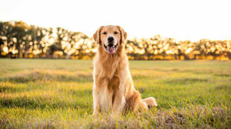 Golden Retriever 