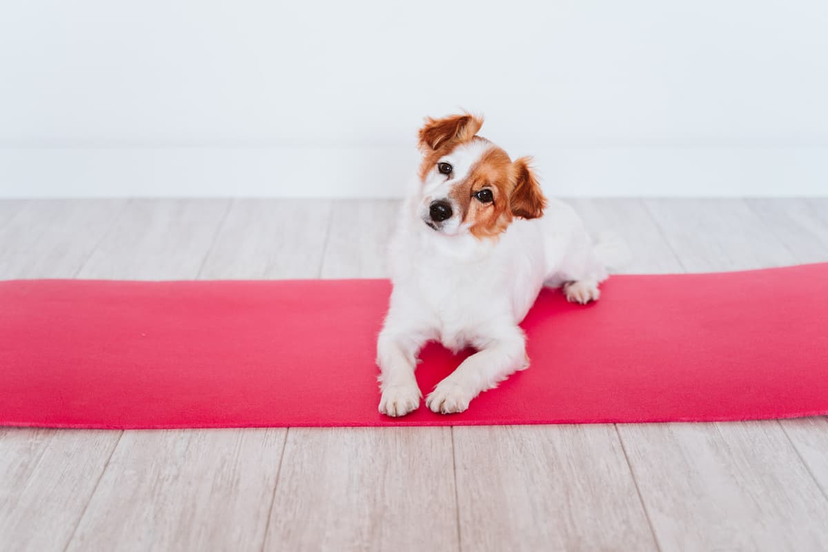 Alfombrilla Refrescante Para Perros Y Gatos - Ideal Para El Coche, La Cama O El Suelo En Verano