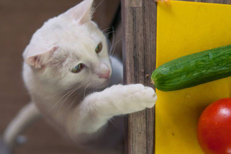 Gatto e cetriolo