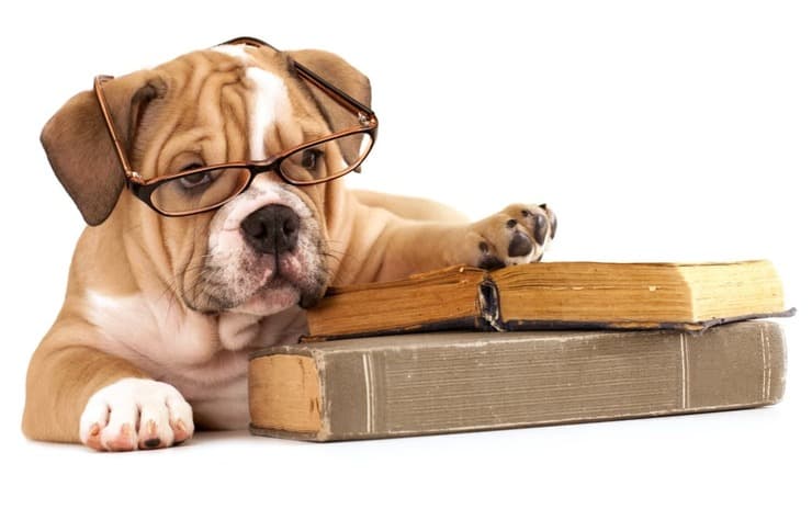 5 buone abitudini da insegnare al cane (Foto Adobe Stock)