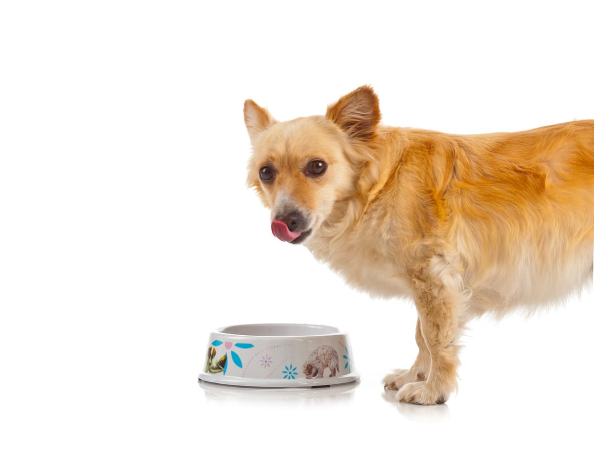 I cani possono mangiare le nespole? (Foto Adobe Stock)