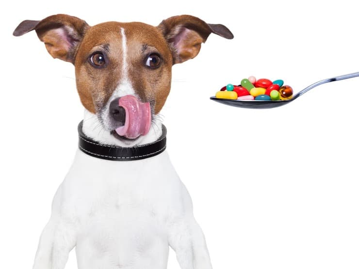 Come dare la pillola al cane (Foto Adobe Stock)