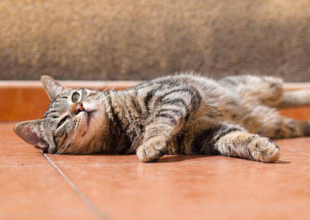 Come Sapere Se E Iscritto A Chat