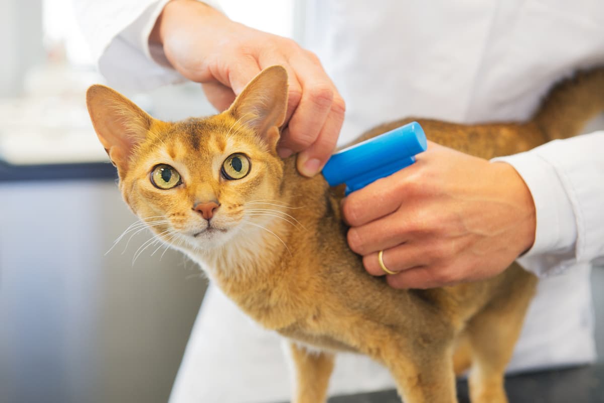 E' obbligatorio mettere il microchip al gatto? (Foto Adobe Stock)