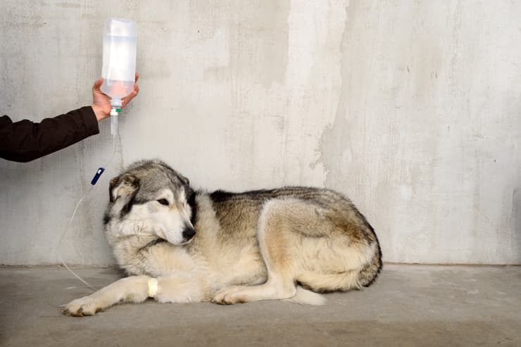 Come fare la flebo al cane (Foto Adobe Stock)