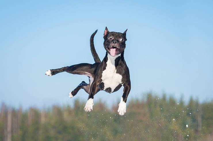 5 cattive abitudini del cane (Foto Adobe Stock)