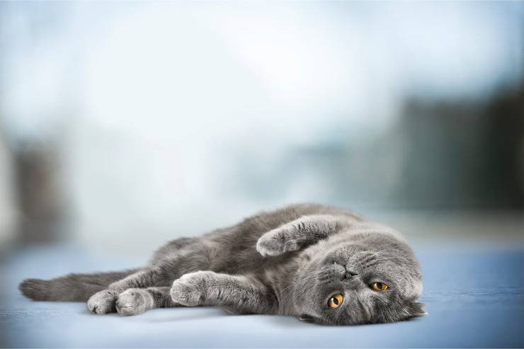Tapis de refroidissement pour chats (Adobe Stock Photo)