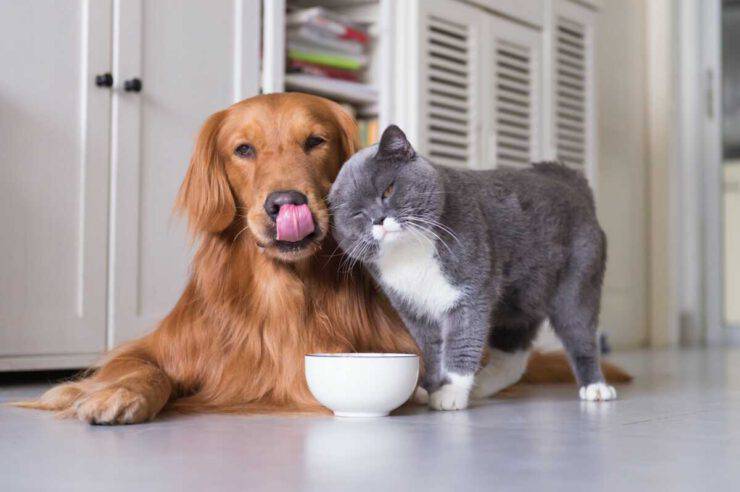 Alimentazione del cane e del gatto (Foto Phxere)