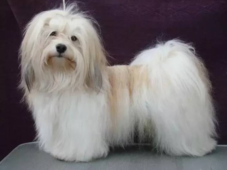 Bichon Havanais o Havanese