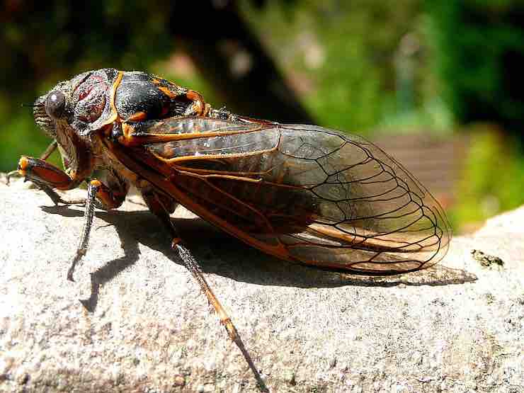 La cicala della famiglia cicadae 