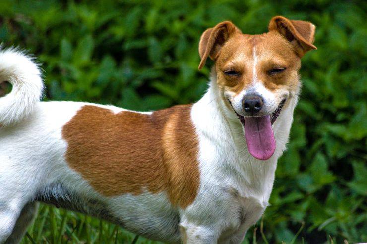 Jack russell terrier adulto