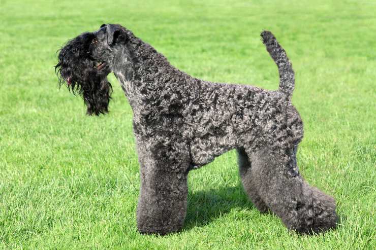 Kerry blue terrier adulto