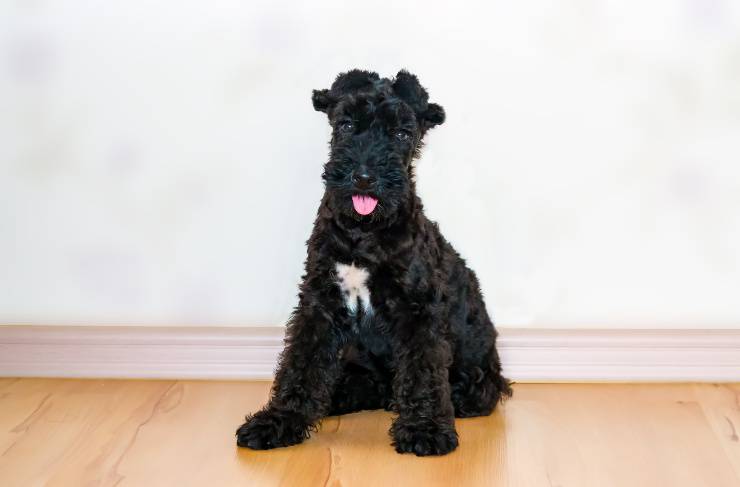 Kerry blue terrier cucciolo 