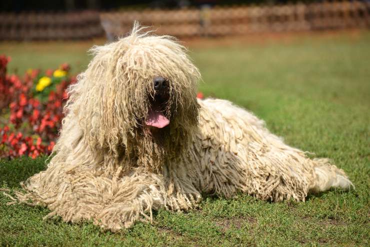 Komondor adulto