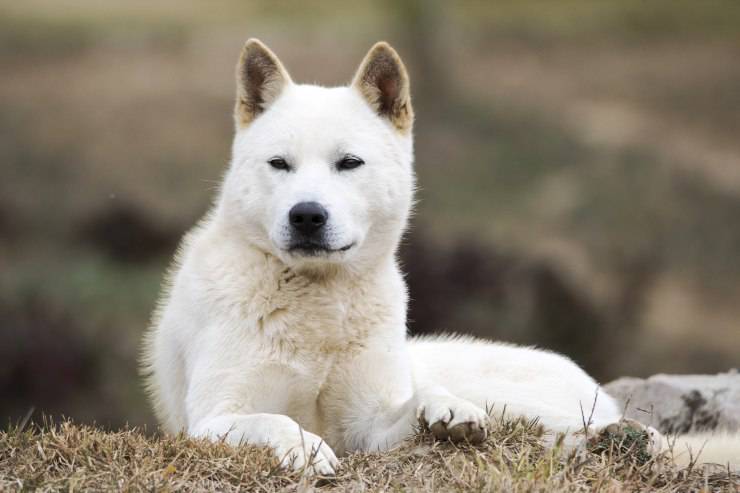 Korea Jindo Dog adulto