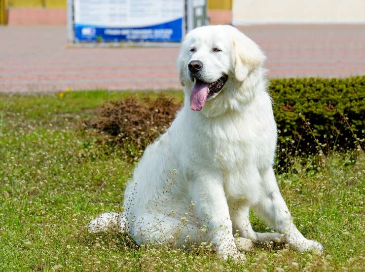 Kuvasz adulto 