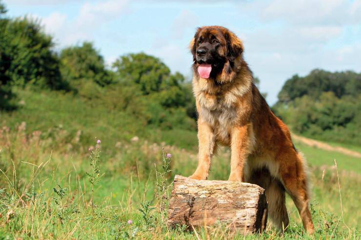 Leonberger adulto