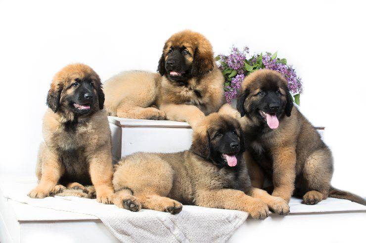 Leonberger cucciolo 