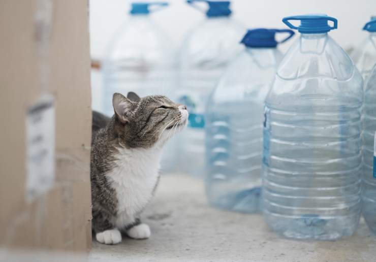 Perché i gatti hanno paura delle bottiglie d acqua