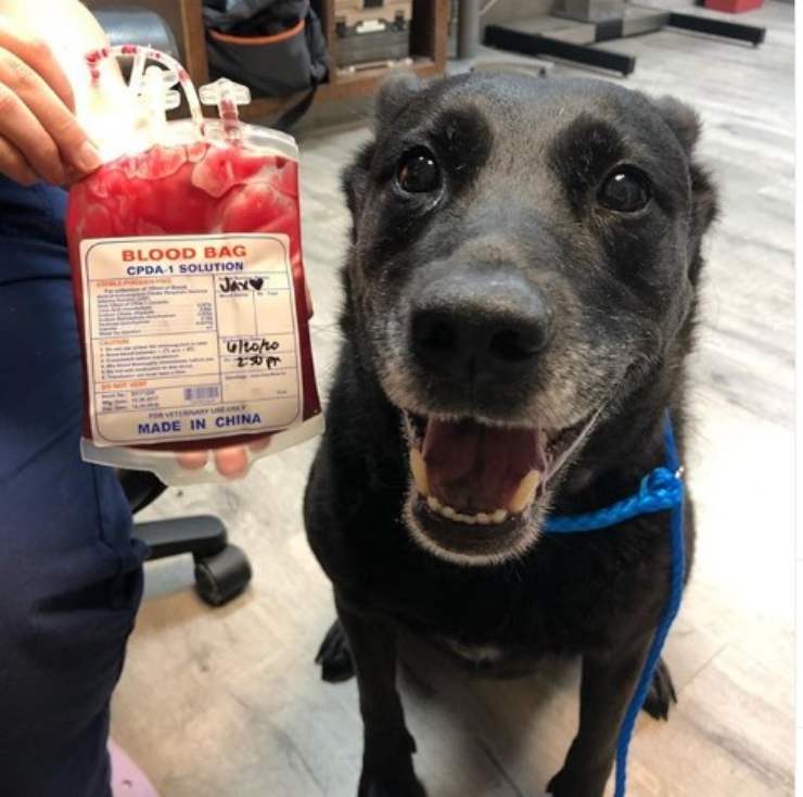 cane donato sangue