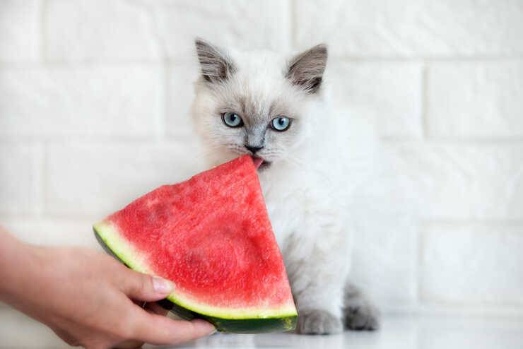 Il gatto può mangiare l'anguria?