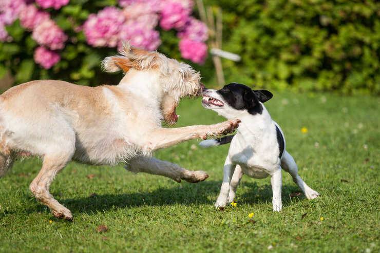 se i cani non vanno d'accordo (Foto Adobe Stock)