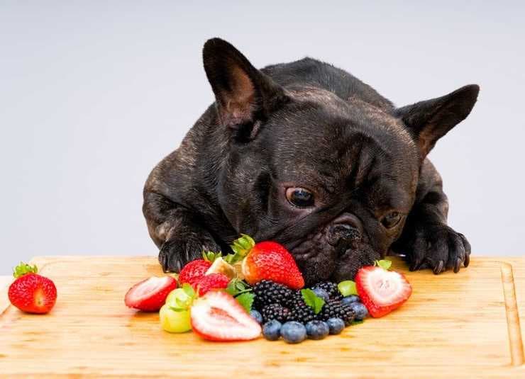 Il cane può mangiare le more? (Foto Adobe Stock)