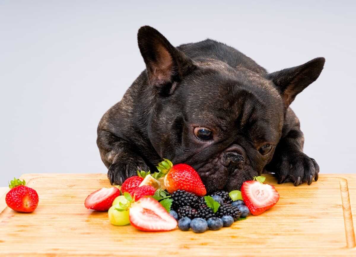 Il cane può mangiare le more? Rischi e benefici di questo frutto estivo