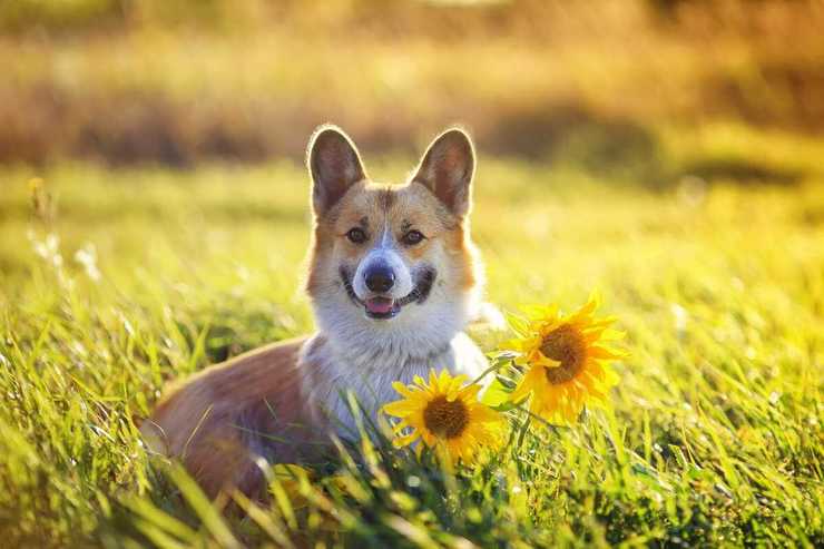 Il cane può mangiare semi di girasole? (Foto Adobe Stock)