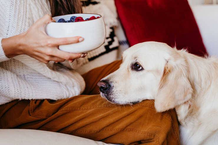 Il cane può mangiare i mirtilli? (Foto Adobe Stock)