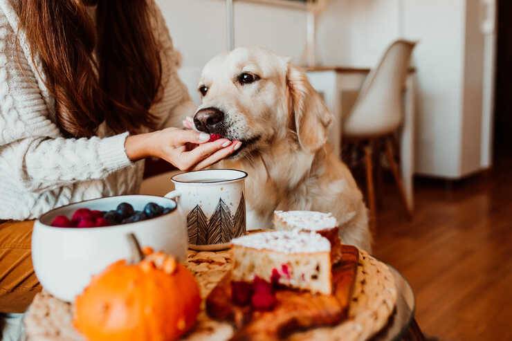 Il cane può mangiare i mirtilli? (Foto Adobe Stock)