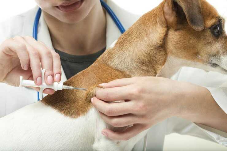 Cosa rischia chi non mette il microchip al cane? (Foto Adobe Stock)