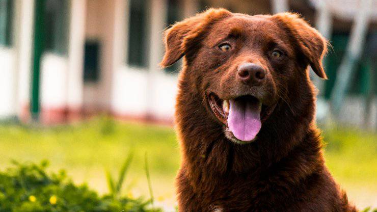 Come allontanare le mosche dal nostro cane in estate: tutti i consigli