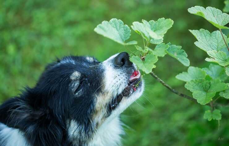 Il cane può mangiare i mirtilli? (Foto Pixabay)