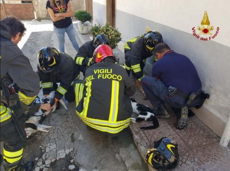 animali intossicati incendio