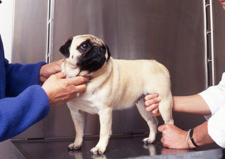 artrite nel cane