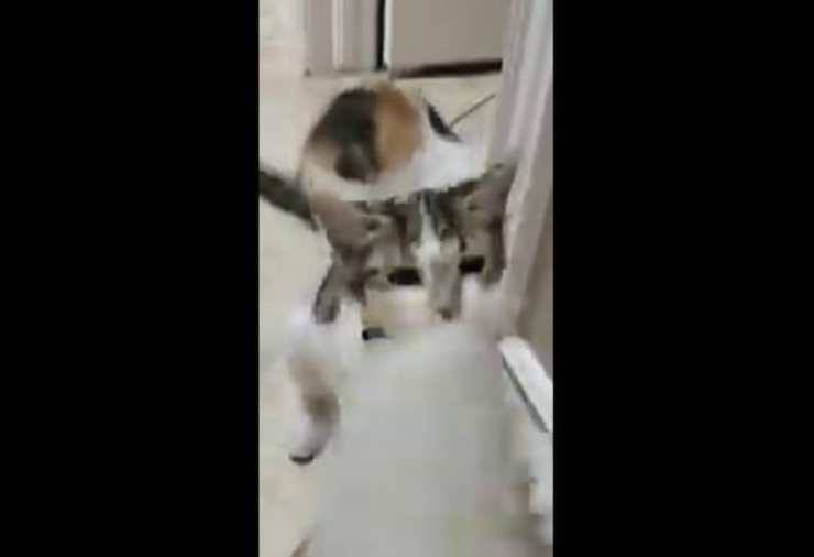 Il micio che gioca con la coda (Foto video)