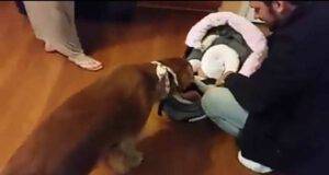 Il cane e la bambina (Foto video)