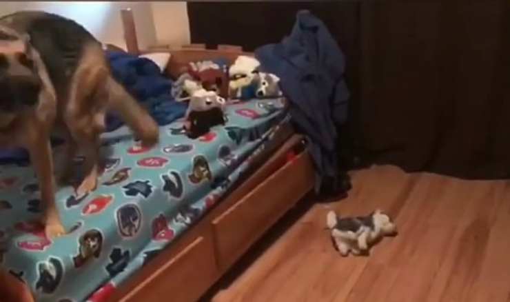 Il cane che fa da sveglia (Foto video)
