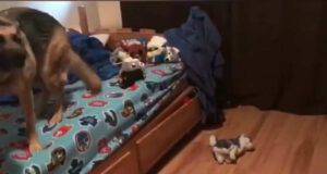 Il cane sul letto del bimbo (Foto video